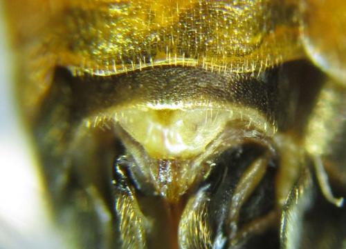 Tenthredopsis sp.