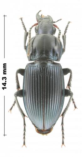 Réf. 262 160 : Poecilus sericeus