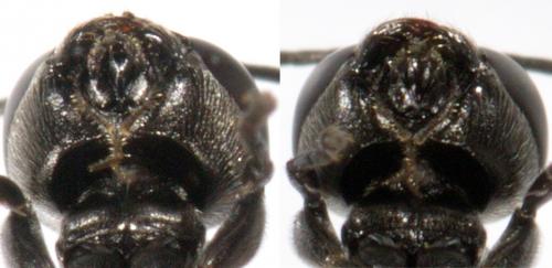 Trypoxylon sp.