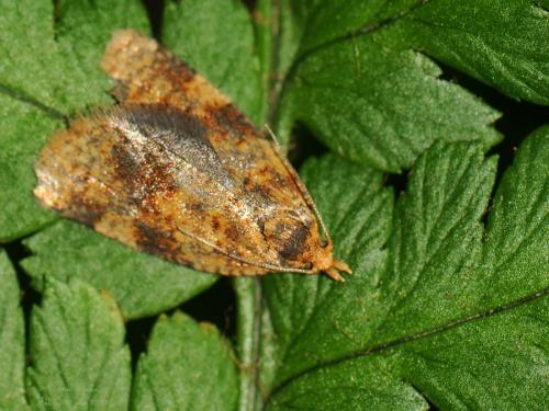 Epagoge grotiana