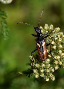 Réf. 262 701 : Rhagium bifasciatum