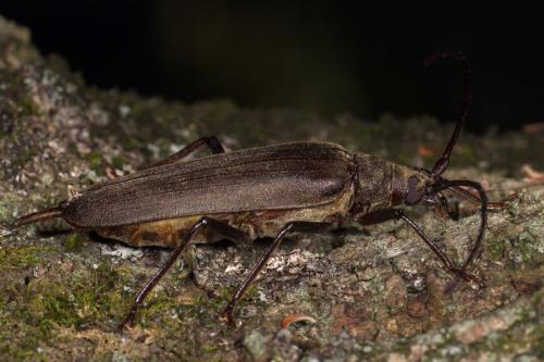 Réf. 262 669 : Aegosoma scabricorne