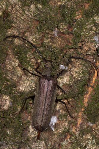 Réf. 262 668 : Aegosoma scabricorne