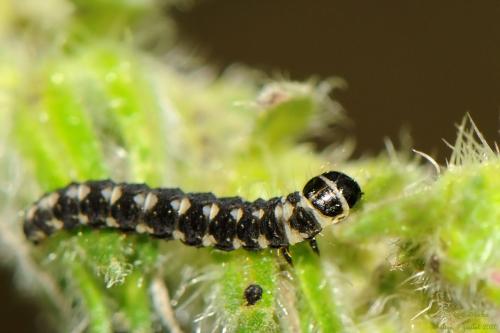 Ethmia terminella