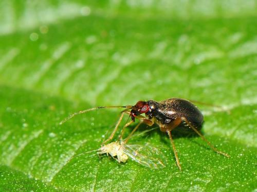 Orthonotus rufifrons