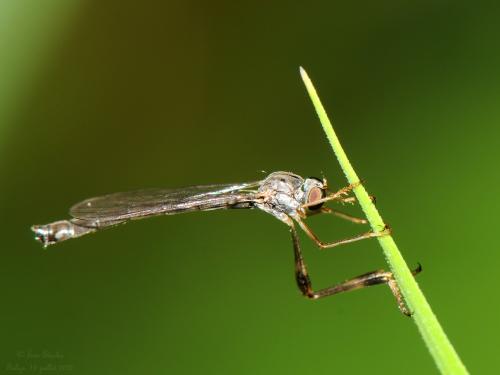 Réf. 262 899 : Leptogaster sp.