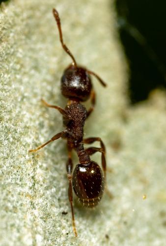 Temnothorax (angustulus)