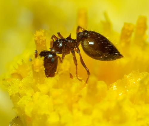 Crematogaster sordidula