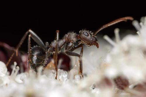 Iberoformica subrufa