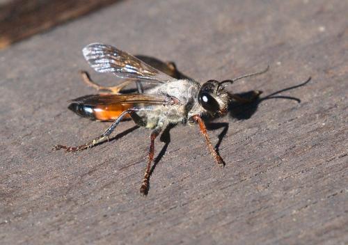 Sphex funerarius