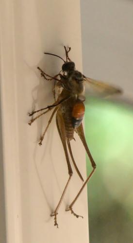 Sphex funerarius