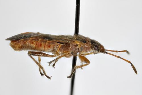 Arocatus roeselii