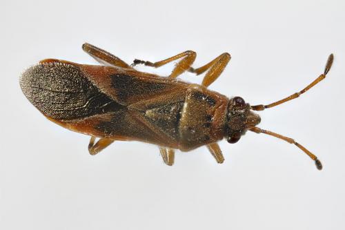Arocatus roeselii
