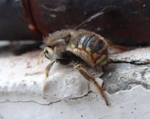 Réf. 262 500 : Anthidium manicatum