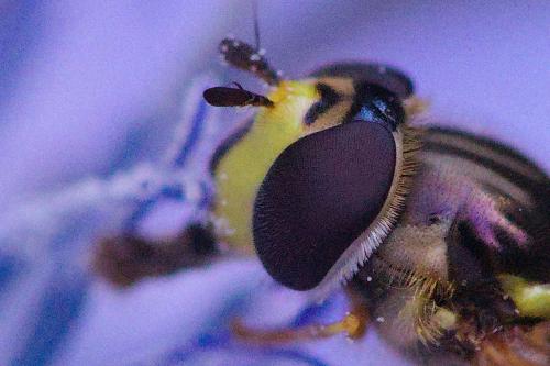 Réf. 262 388 : Dasysyrphus albostriatus