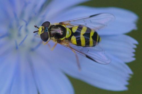 Réf. 262 383 : Dasysyrphus albostriatus