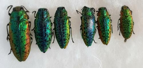 Lamprodila mirifica