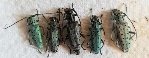 Réf. 262 055 : Saperda punctata