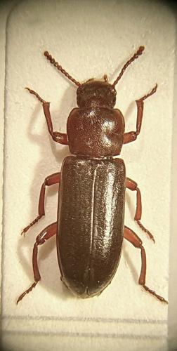 Réf. 262 103 : Bius thoracicus