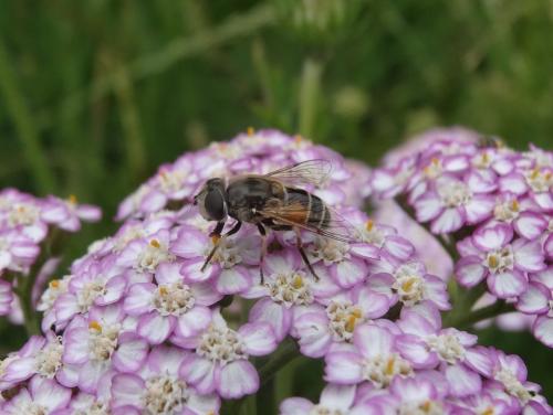 Eristalis arbustorum