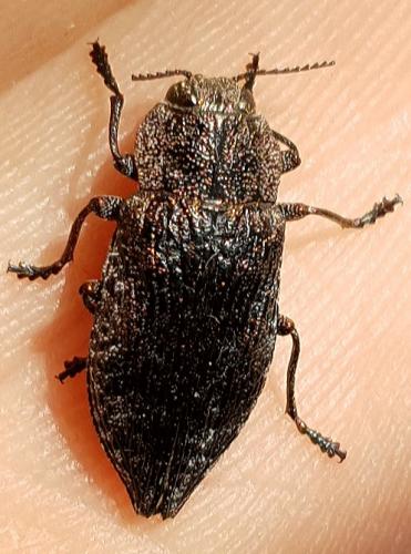 Réf. 262 164 : Poecilonota variolosa