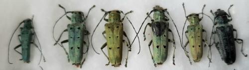 Saperda octopunctata