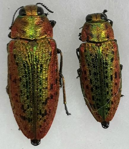 Lamprodila rutilans