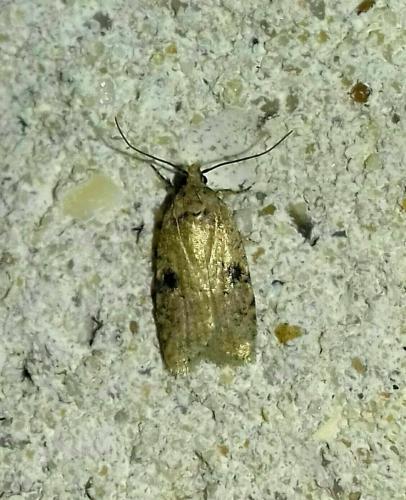 Réf. 262 571 : Agonopterix sp.