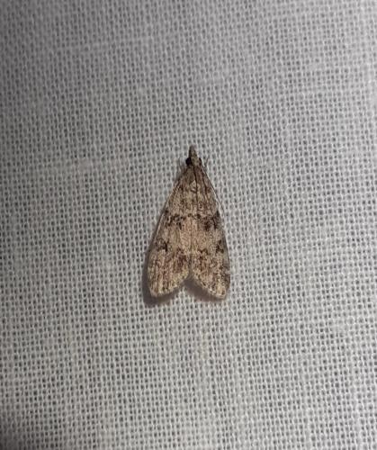 Eudonia mercurella