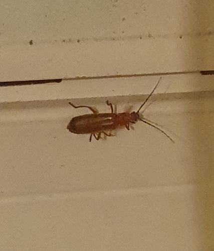 Rhagonycha fulva