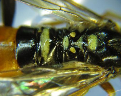 Réf. 262 141 : Tenthredopsis (nassata-scutellaris)