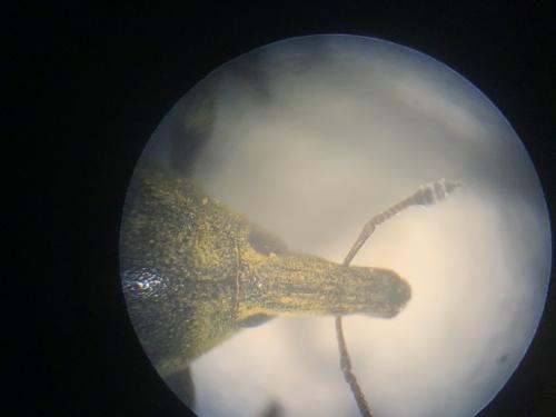 Larinus turbinatus