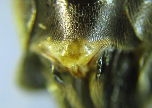Réf. 262 142 : Tenthredopsis (nassata-scutellaris)