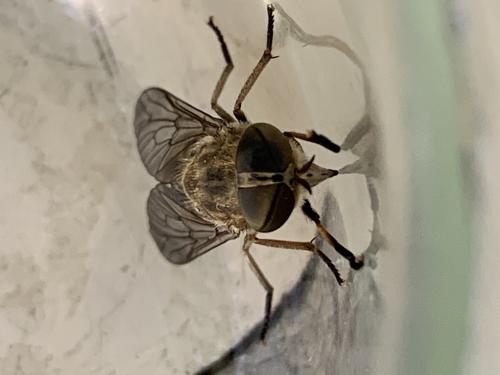 Réf. 262 381 : Tabanus bromius