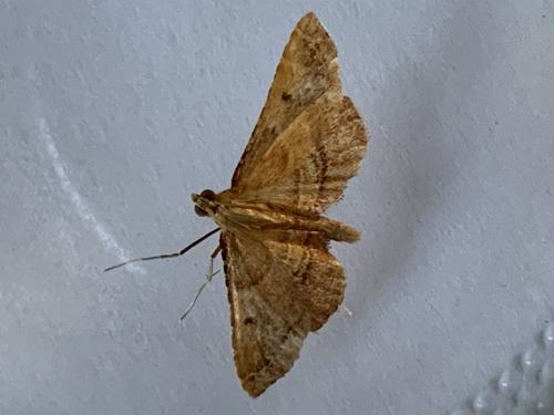 Réf. 262 965 : Endotricha flammealis