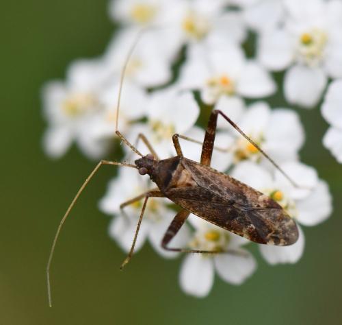 Phytocoris sp.