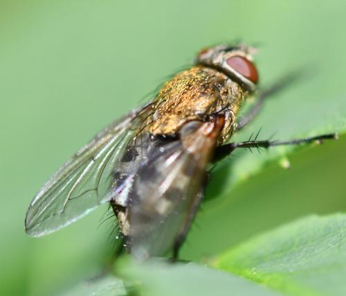 Pollenia sp.