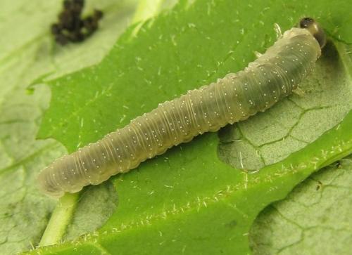 Macrophya infumata
