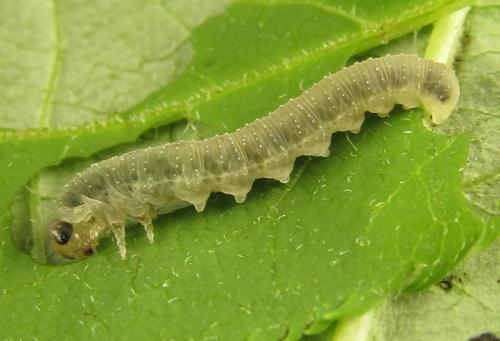 Réf. 262 144 : Macrophya infumata