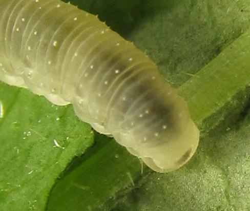 Réf. 262 145 : Macrophya infumata