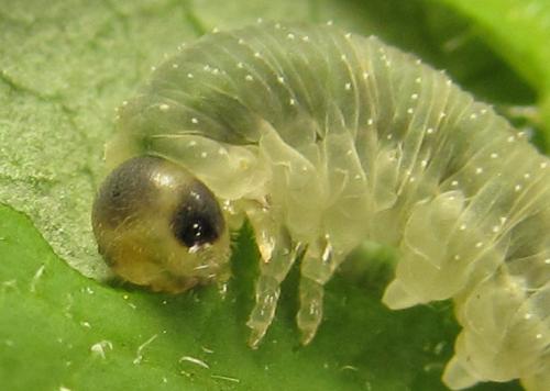 Macrophya infumata