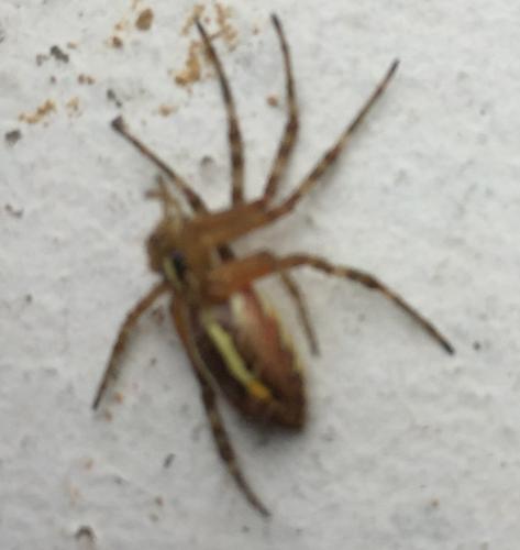 Réf. 262 302 : Argiope bruennichi