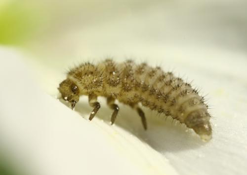 Tytthaspis sedecimpunctata