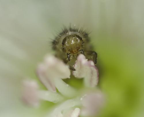 Tytthaspis sedecimpunctata