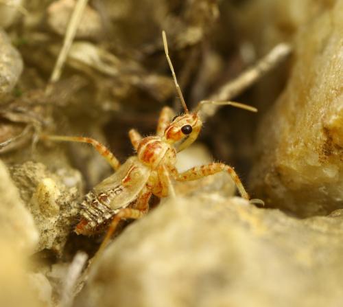 Réf. 262 009 : Coranus sp.
