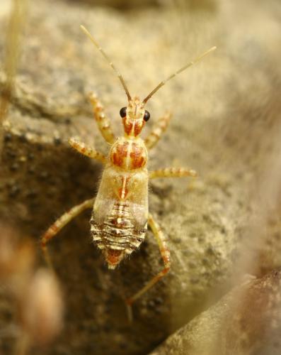 Réf. 262 010 : Coranus sp.