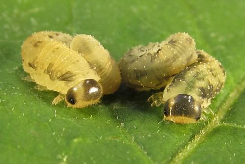 Macrophya infumata