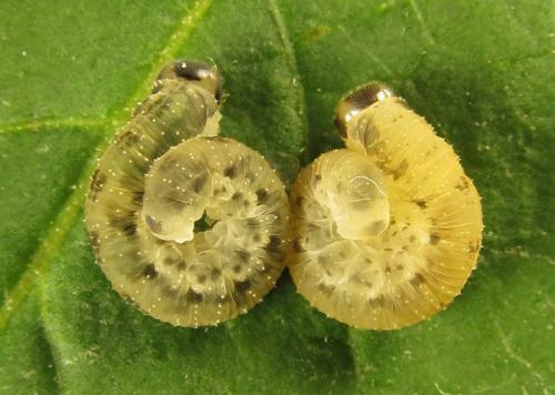 Réf. 262 208 : Macrophya infumata