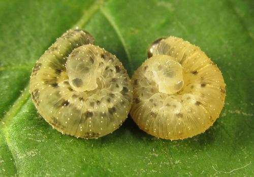 Macrophya infumata