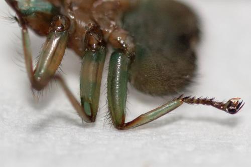 Crataerina pallida